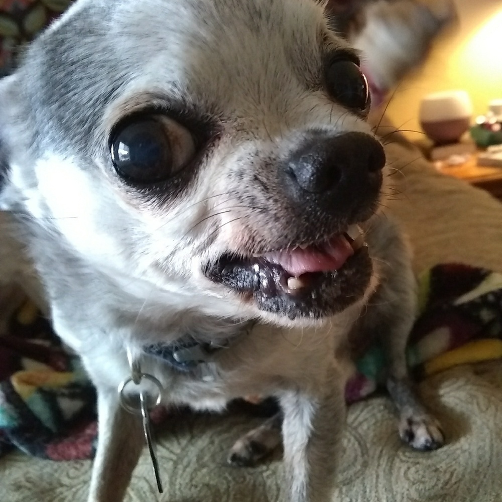 Meet your Posher, Samuel